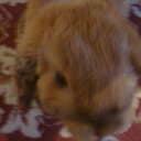 eddiebun